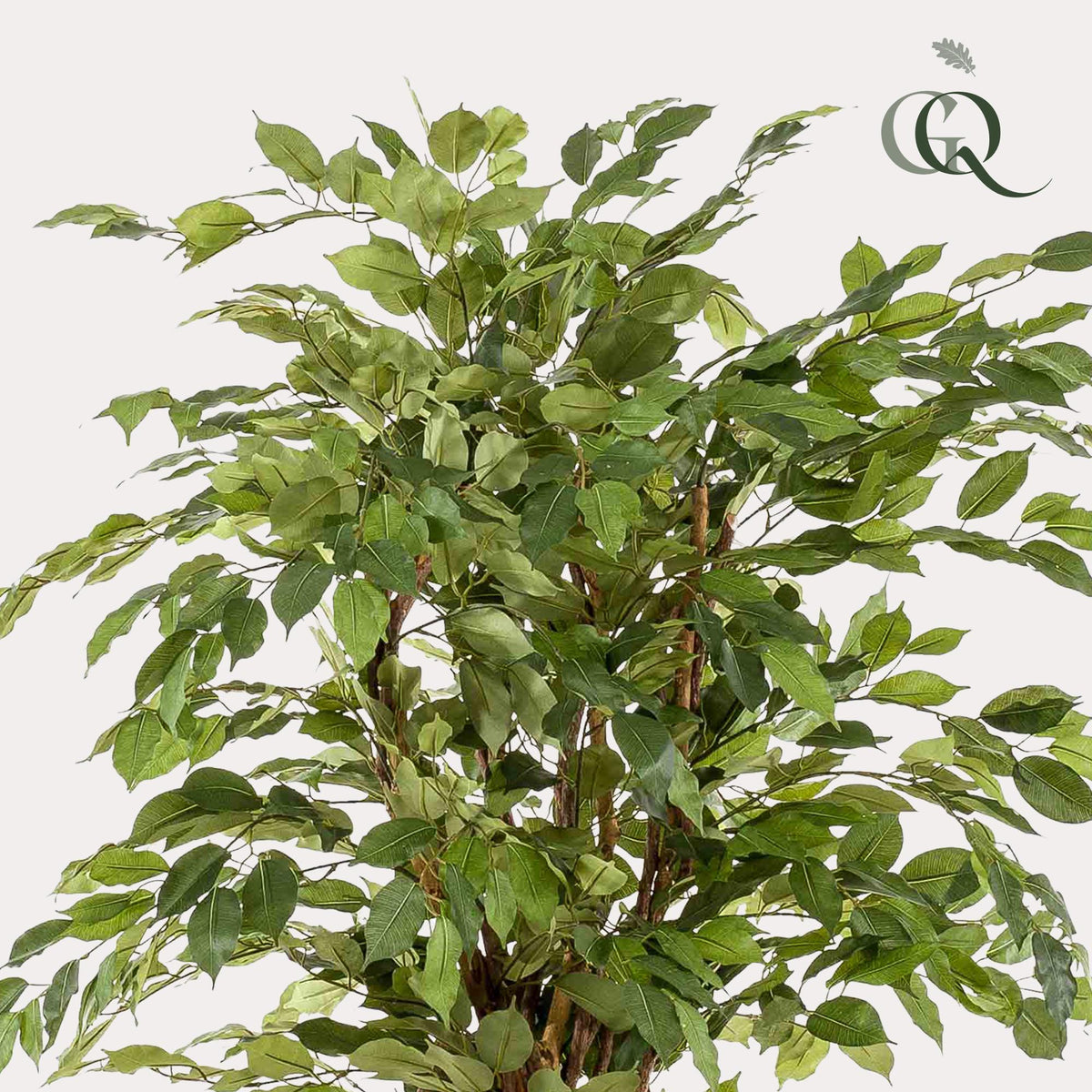 kunstplant - Ficus liana  - Vioolbladplant - 170cm