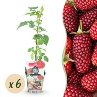 Green boutiQ - Fruitplanten - Taybes - Rubus Tayberry - Winterhard - 6 Planten - Pot 9 cm - Rode Bes
