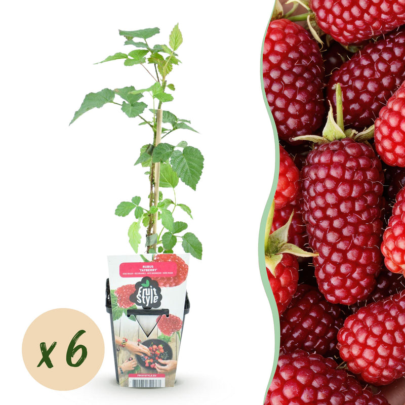 Green boutiQ - Fruitplanten - Taybes - Rubus Tayberry - Winterhard - 6 Planten - Pot 9 cm - Rode Bes