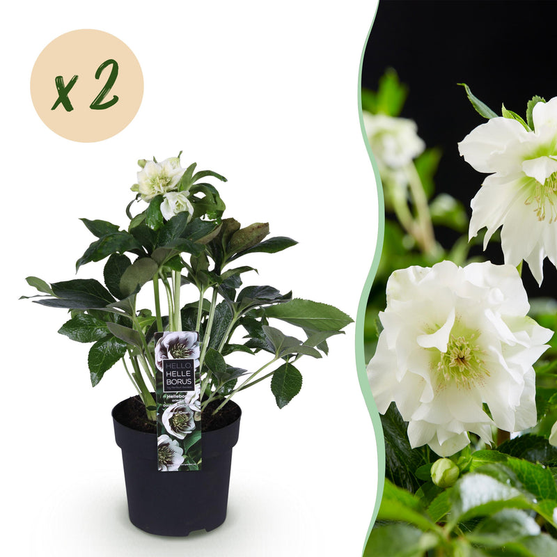 Green boutiQ - Tuinplant - Lenten Rose - Helleborus orientalis Double Ellen White - Witte Bloem -2 Planten - Groenblijvend - Pot 14cm Hoogte 35cm