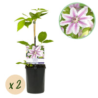 Green boutiQ - Klimplant - Clematis Nelly Moser - Bloem Roze - Weinig onderhoud -2 planten -  Pot 11cm Hoogte 40cm