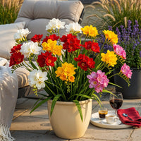 Green boutiQ - Bloembollen - Freesia Double Mix - Diversen Kleuren - 40 stuks - Bolmaat 5/6 - XXL Pack