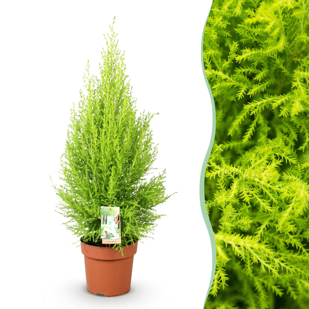 Green BoutiQ - Green is... Kamerplanten - Cupressus Gold Crest Wilma - Kamer conifeer - Weinig onderhoud - Groen - 1 Plant - Pot 21cm - Hoogte 85-95cm