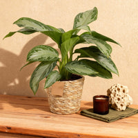 Green BoutiQ - Green is... Kamerplanten - Aglaonema Silver Bay - Zilverblad - Weinig onderhoud - met mand - Groen - 1 Plant - Pot 17cm - Hoogte 70-75cm
