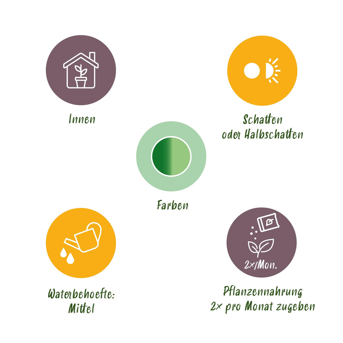 Green BoutiQ - Green is... Kamerplanten - Diefenbachia Camilla - Dieffenbachia - Weinig onderhoud - met mand - Groen - 2 Planten - Pot 17cm - Hoogte 45-50cm