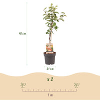 Green boutiQ - Fruitplant - Appelboom - Malus domestica Elstar - Rode groene Appel - Pot 21cm Hoogte 90cm