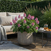 Green boutiQ - Bloembollen - Corydalis Beth Evans - Kleur Wit en Paars - 20 stuks - Bolmaat 6/7 - XXL Pack