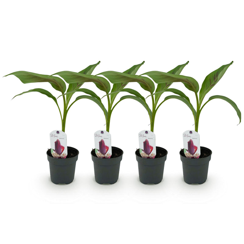 Green boutiQ - Fruitplant - Bananen plant - Musa sikkemensis Red Tiger - Winterhard - 4 planten - Pot 12cm Hoogte 30cm