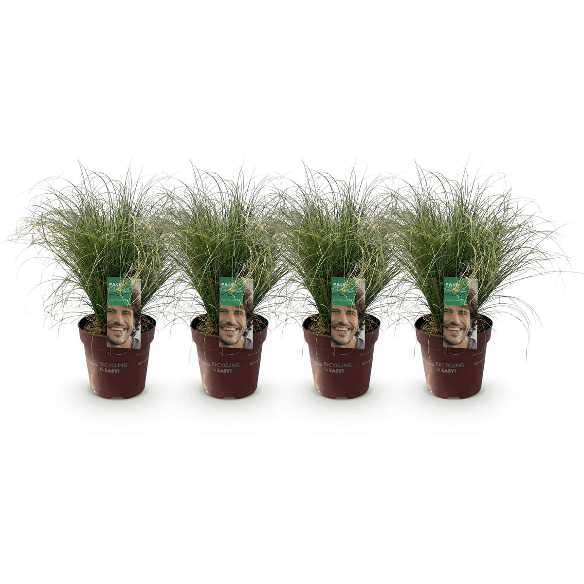 Green boutiQ - Siergrassen - Carex comans Frosted Curls - Groen - 4 Planten - Bladhoudend - Weinig Onderhoud - Pot 17cm Hoogte 50cm