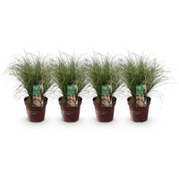 Green boutiQ - Siergrassen - Carex comans Frosted Curls - Groen - 4 Planten - Bladhoudend - Weinig Onderhoud - Pot 17cm Hoogte 50cm