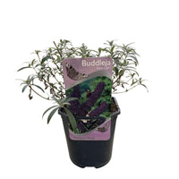 Green boutiQ - Vlinderstruik - Buddleja davidii Black Night - Bloem Paars - 1 Plant - Bladverliezend - Vlinderlokkend -  Pot 17cm Hoogte 25cm