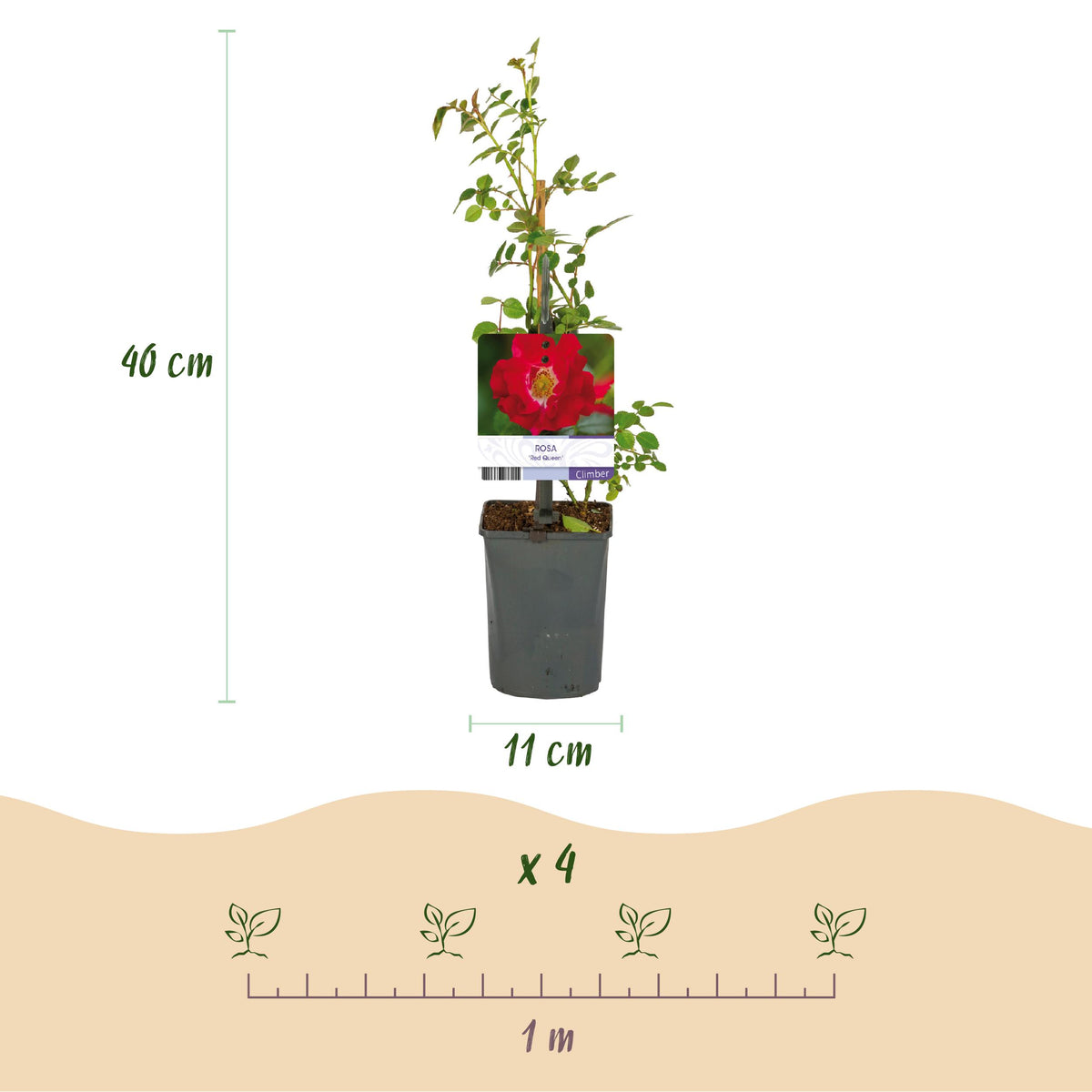 Green boutiQ - Klimroos - Rosa Red Queen - Bloem Rood - Weinig onderhoud - 2 planten - Pot 11cm Hoogte 40cm