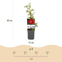 Green boutiQ - Klimroos - Rosa Red Queen - Bloem Rood - Weinig onderhoud - 2 planten - Pot 11cm Hoogte 40cm