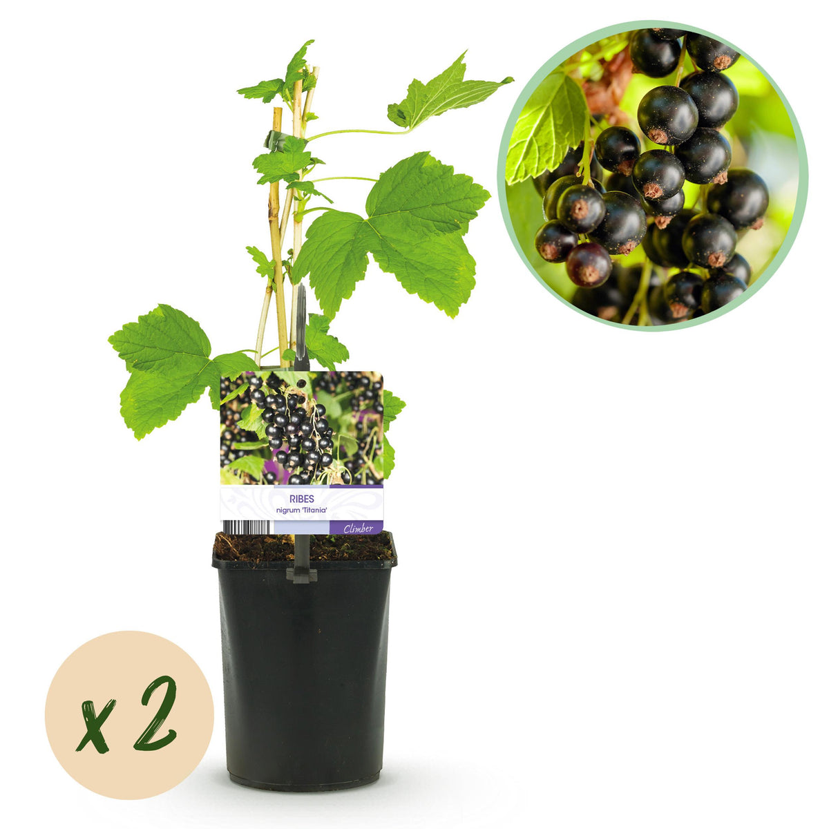 Green boutiQ - Fruitplant - Zwarte bes - Ribes nigrum Titania - Zwarte Bes - 2 planten -  Pot 11cm Hoogte 40cm