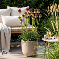 Green boutiQ - Bloembollen - Allium Sphaerocephalon - Kleur Paars - 100 stuks - Bolmaat 5/6 - XXL Pack