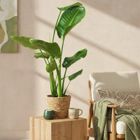 Green BoutiQ - Green is... Kamerplanten - Stelitzia Nicolai - Paradijsvogelbloem - Weinig onderhoud - met mand - Groen - 1 Plant - Pot 17cm - Hoogte 70-90cm