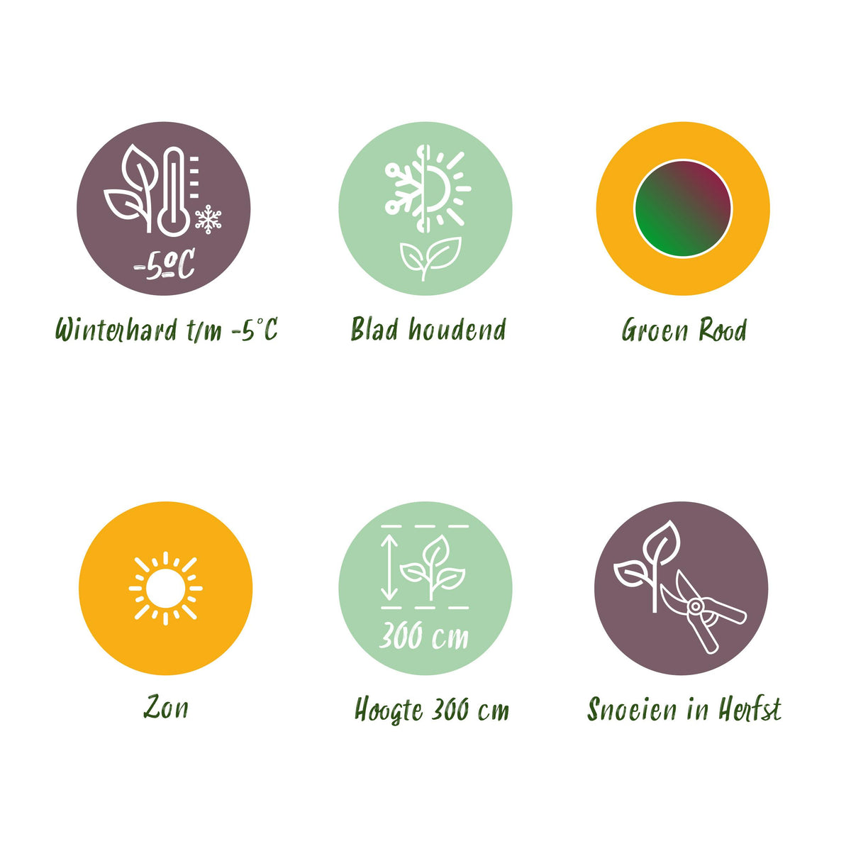 Green boutiQ - Fruitplant - Bananen plant - Musa sikkemensis Red Tiger - Winterhard - 4 planten - Pot 12cm Hoogte 30cm