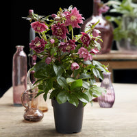 Green boutiQ - Tuinplant - Lenten Rose - Helleborus orientalis Double Ellen Red - Rode Bloem -2 Planten - Groenblijvend - Pot 14cm Hoogte 35cm