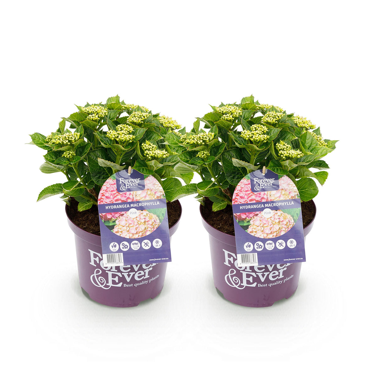 Green boutiQ - Terrasplant - Hortensia - Hydrangea Forever & Ever - Roze - 7-12 Bloemen - 2 Planten - Pot 23cm Hoogte 55cm