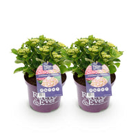 Green boutiQ - Terrasplant - Hortensia - Hydrangea Forever & Ever - Roze - 7-12 Bloemen - 2 Planten - Pot 23cm Hoogte 55cm