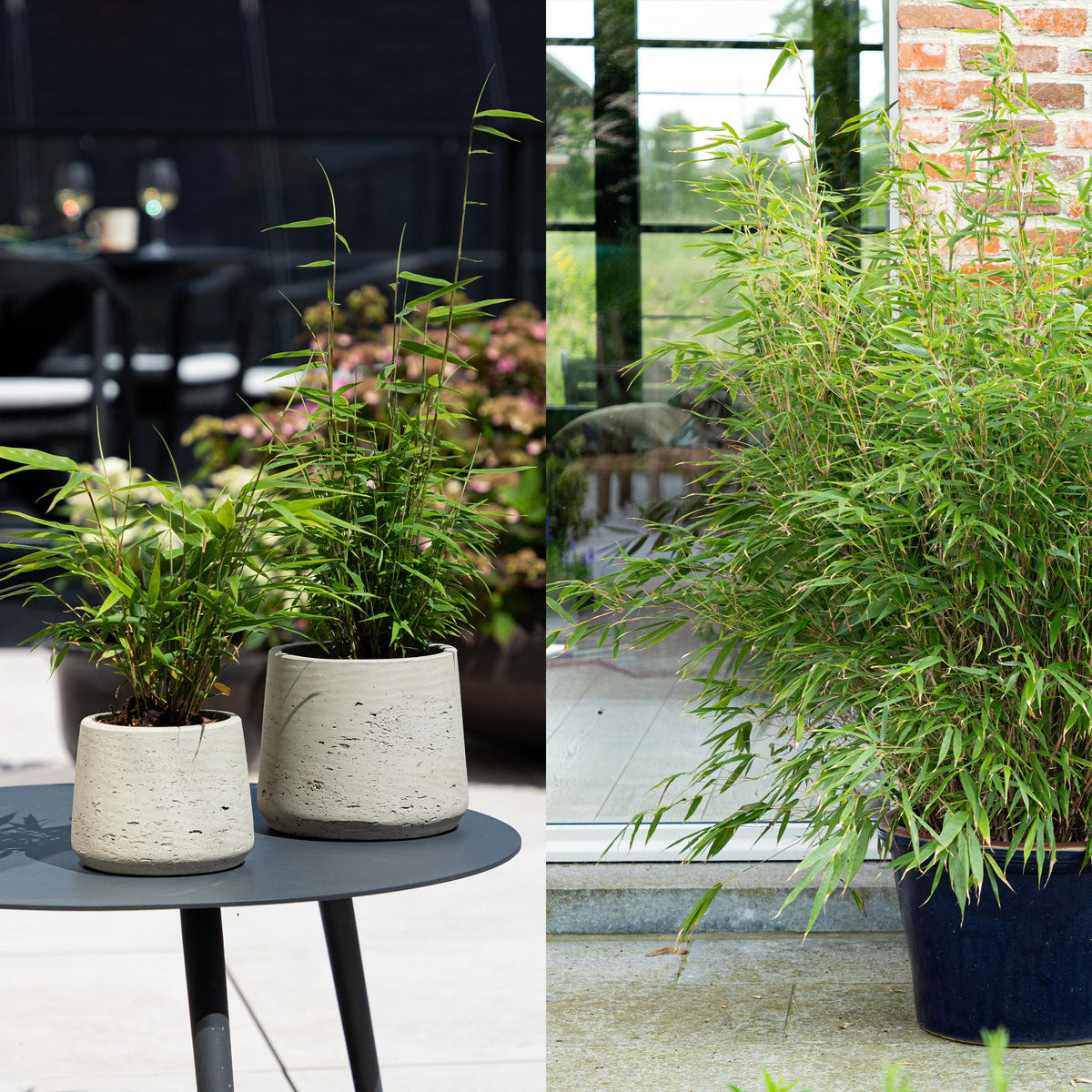 Green boutiQ - Bamboe - Fargesia dragon Tricolour - Zwart, Rood, Blauw  - 3 Planten - Bladhoudend - Niet Woekerend- Pot 14cm Hoogte 35cm