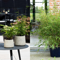 Green boutiQ - Bamboe - Fargesia dragon Tricolour - Zwart, Rood, Blauw  - 3 Planten - Bladhoudend - Niet Woekerend- Pot 14cm Hoogte 35cm