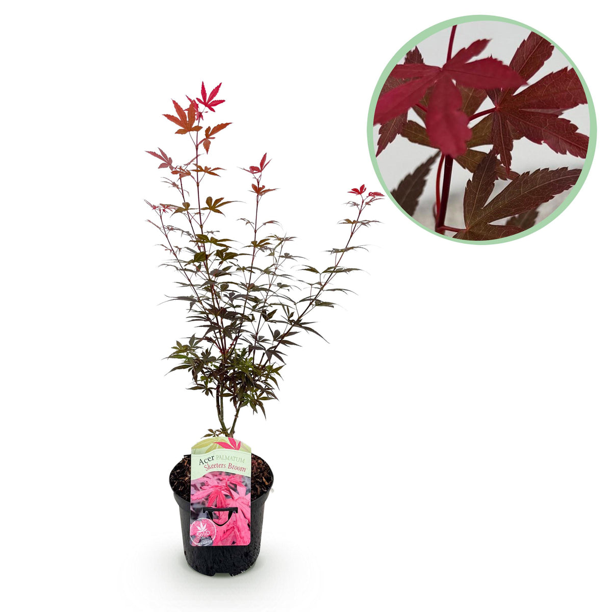 Green boutiQ - Terrasplant - Japanse Esdoorn - Acer palmatum Skeetsers Broom - Paars - 1 Plant - Bladverliezend - Pot 19cm Hoogte 70cm