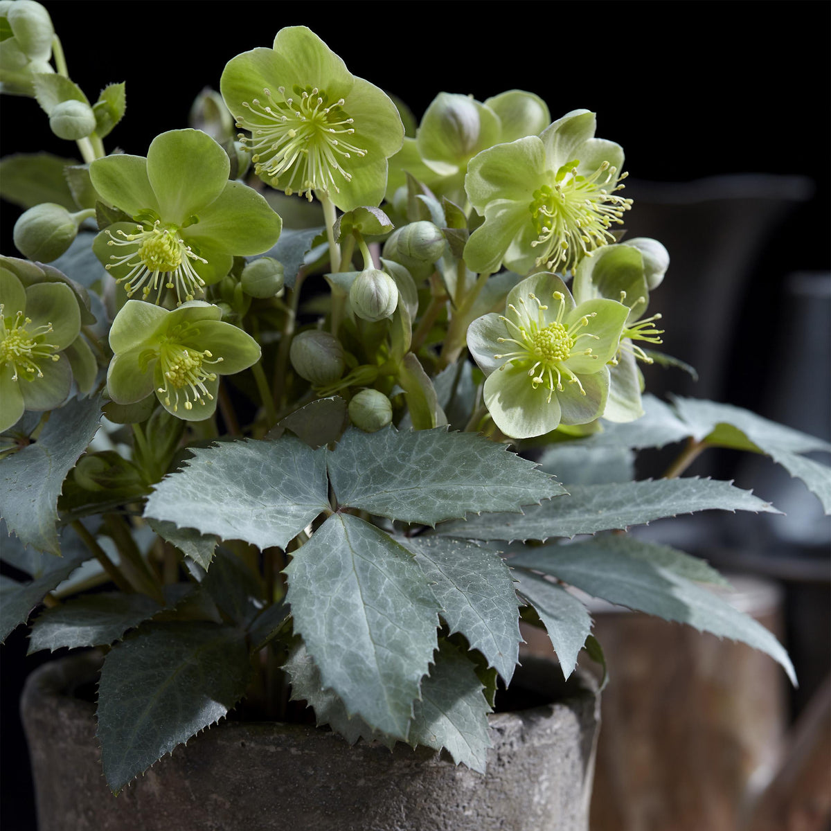 Green boutiQ - Tuinplant - Lenten Rose - Helleborus sternii Silver Dollar - Groene  Bloem -2 Planten- Groenblijvend - Pot 14cm Hoogte 35cm
