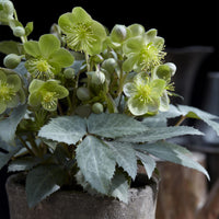 Green boutiQ - Tuinplant - Lenten Rose - Helleborus sternii Silver Dollar - Groene  Bloem -2 Planten- Groenblijvend - Pot 14cm Hoogte 35cm