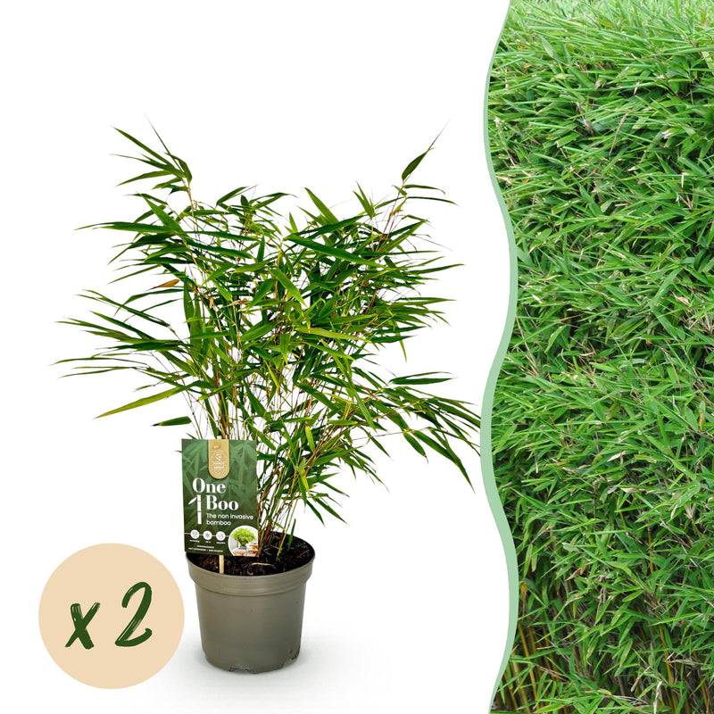 Green boutiQ - Bamboe - Fargesia rufa - Groen - 2 Planten - Bladhoudend - Niet Woekerend- Pot 17cm Hoogte 60cm