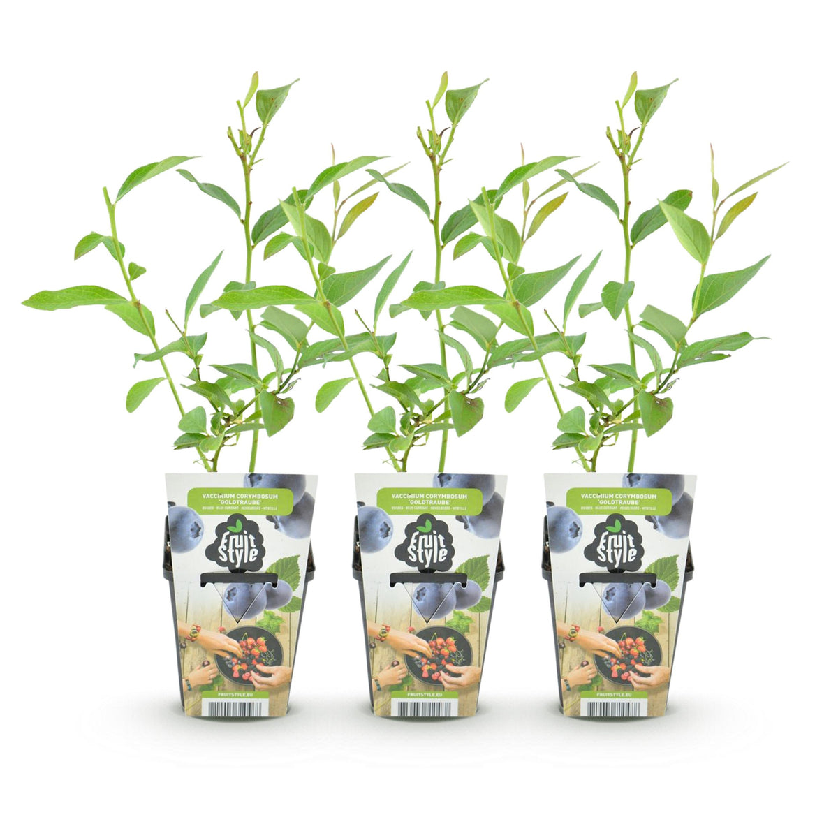Green boutiQ - Fruitplanten - Blauwe Bes - Vaccinium corymbossum Goldtraube - Winterhard - 3 Planten - Pot 9 cm - Blauwe Bes