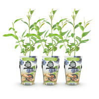 Green boutiQ - Fruitplanten - Blauwe Bes - Vaccinium corymbossum Goldtraube - Winterhard - 3 Planten - Pot 9 cm - Blauwe Bes
