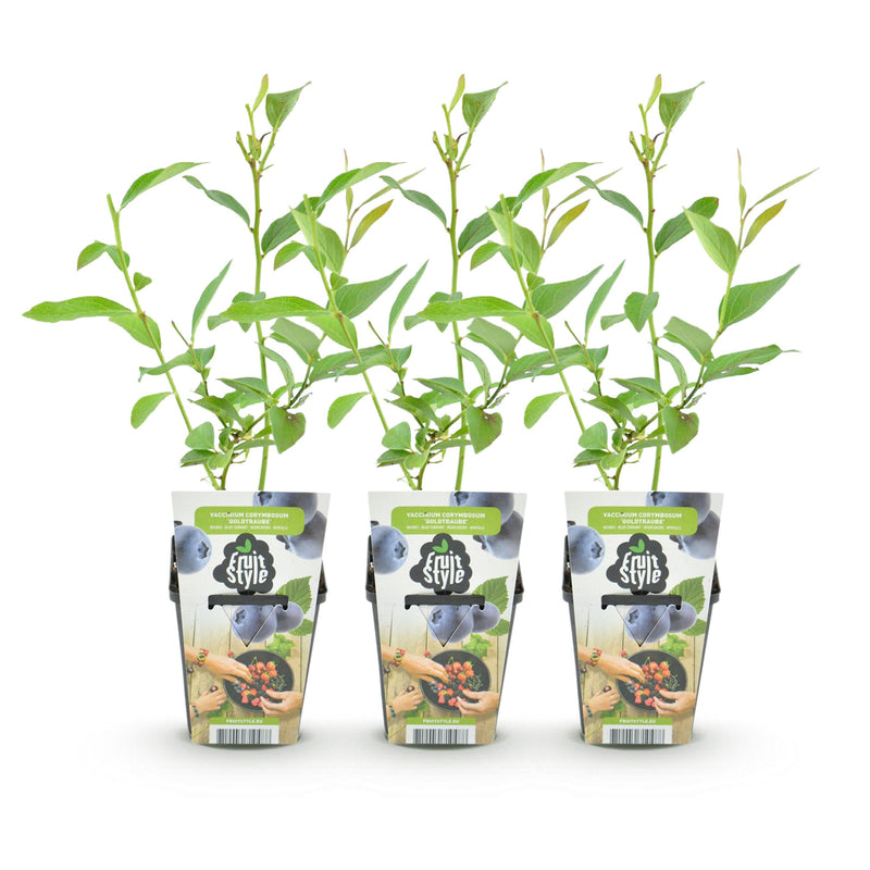 Green boutiQ - Fruitplanten - Blauwe Bes - Vaccinium corymbossum Goldtraube - Winterhard - 3 Planten - Pot 9 cm - Blauwe Bes