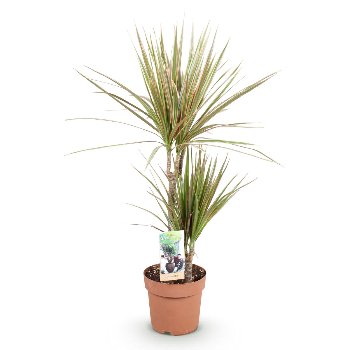 Green BoutiQ - Green is... Kamerplanten - Dracaena Marginata Bicolor - Drakenbloedboom - Weinig onderhoud - Groen - 2 Planten - Pot 17cm - Hoogte 70-75cm