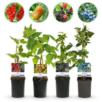 Green boutiQ - Fruit planten mix - Rode Bes, Gele Framboos, Zwarte Braam, Blauwe bes - 4 planten - Pot 11cm Hoogte 40cm
