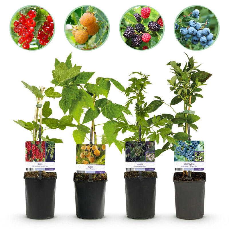 Green boutiQ - Fruit planten mix - Rode Bes, Gele Framboos, Zwarte Braam, Blauwe bes - 4 planten - Pot 11cm Hoogte 40cm