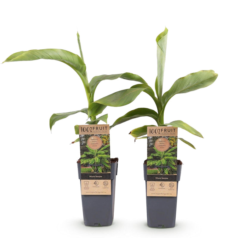 Green boutiQ - Fruitplant - Japanse vezelbanaan - Musa Basjoo - Winterhard - 2 planten - Pot 15cm Hoogte 50cm