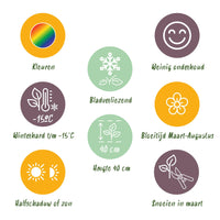 Green boutiQ - Borderpakket - Bodembedekkend - 8 Vaste planten - 1 m2 - Diversen kleuren - Weinig Onderhoud - Pot 11cm