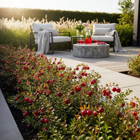 Green boutiQ - Fruitplanten - Blauwe Bes - Vaccinium macrophylla Early Black - Winterhard - 3 Planten - Pot 9 cm - Donker Rode  Bes