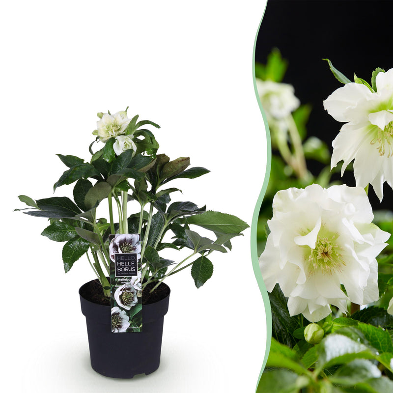 Green boutiQ - Tuinplant - Lenten Rose - Helleborus orientalis Double Ellen White - Witte Bloem -1 Plant - Groenblijvend - Pot 14cm Hoogte 35cm