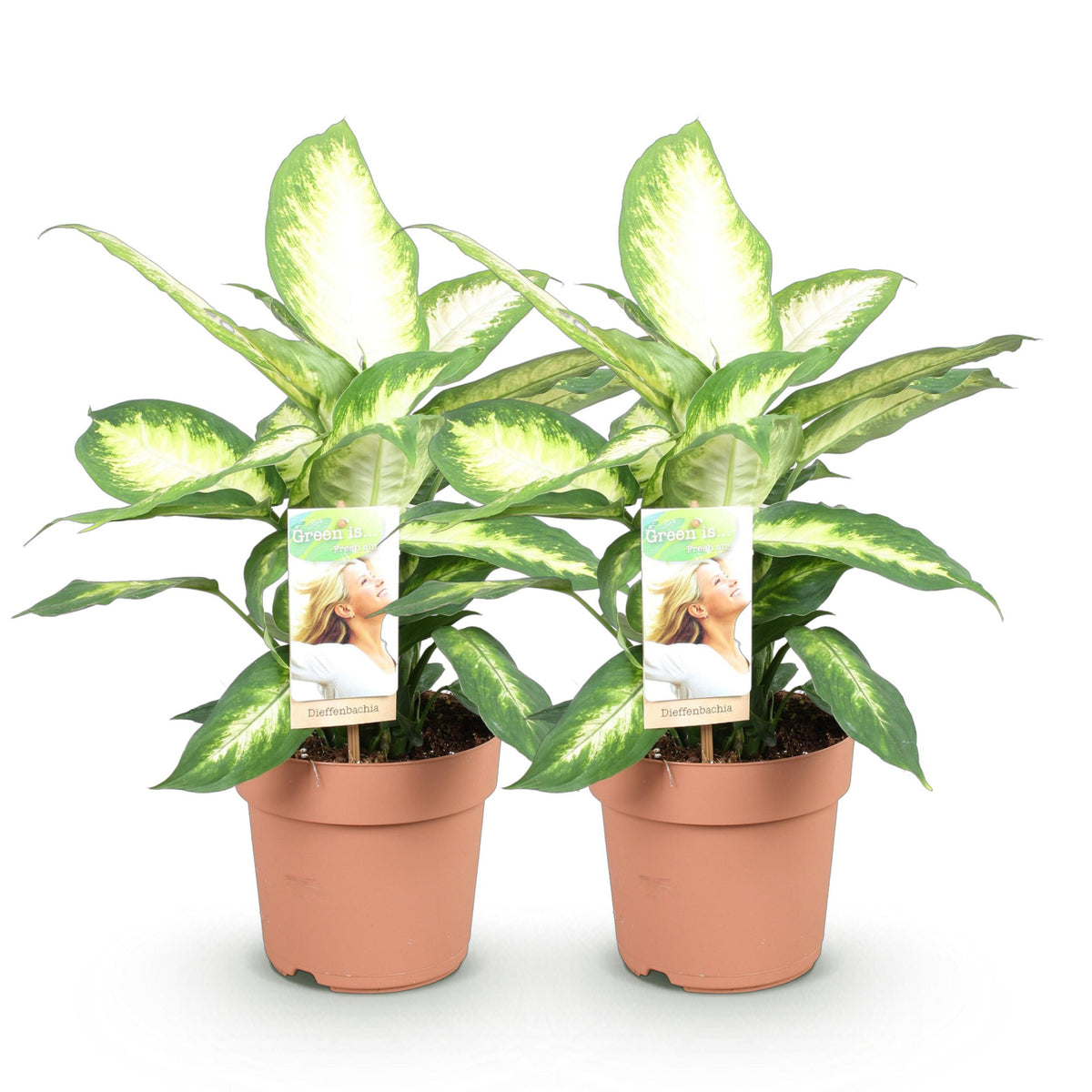 Green BoutiQ - Green is... Kamerplanten - Diefenbachia Camilla - Dieffenbachia - Weinig onderhoud - Groen - 2 Planten - Pot 17cm - Hoogte 45-50cm