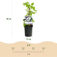Green boutiQ - Klimplant - Clematis Blue Angel