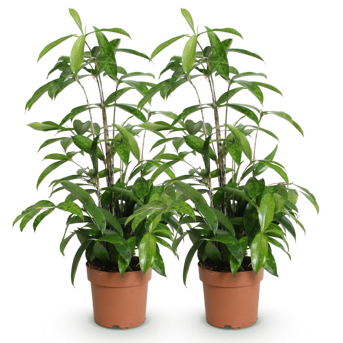 Green BoutiQ - Green is... Kamerplanten - Dracaena surculosa - Drakenbloedboom - Weinig onderhoud - Groen - 2 Planten - Pot 17cm - Hoogte 60-70cm