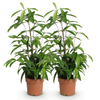 Green BoutiQ - Green is... Kamerplanten - Dracaena surculosa - Drakenbloedboom - Weinig onderhoud - Groen - 2 Planten - Pot 17cm - Hoogte 60-70cm