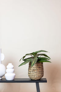 Calathea Zebrina - 38 cm - kunstpflanze