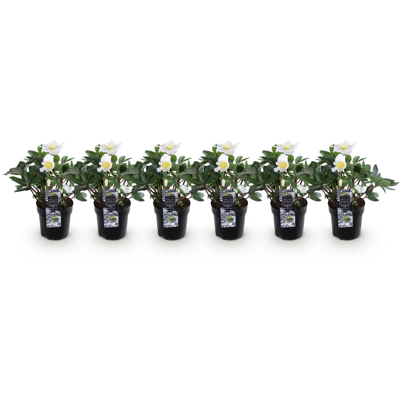 Green boutiQ - Tuinplant - Kerstroos - Helleborus Christmas Carol  - Witte Bloem - 6 Planten - Groenblijvend - Pot 10,5cm Hoogte 25cm