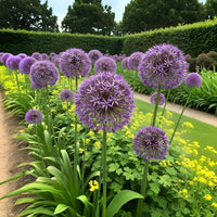 Green boutiQ - Bloembollen - Allium Christophii - Kleur Paars - 15 stuks - Bolmaat 10/2 - XXL Pack