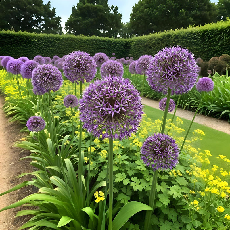 Green boutiQ - Bloembollen - Allium Christophii - Kleur Paars - 15 stuks - Bolmaat 10/2 - XXL Pack