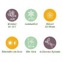 Green boutiQ - Pluim Hortensia - Hydrangea arborescens Annabelle - Bloem Wit - 3 Planten - 1 m2 - Bladverliezend - Grote Bloemen - Pot 17cm Hoogte 50cm