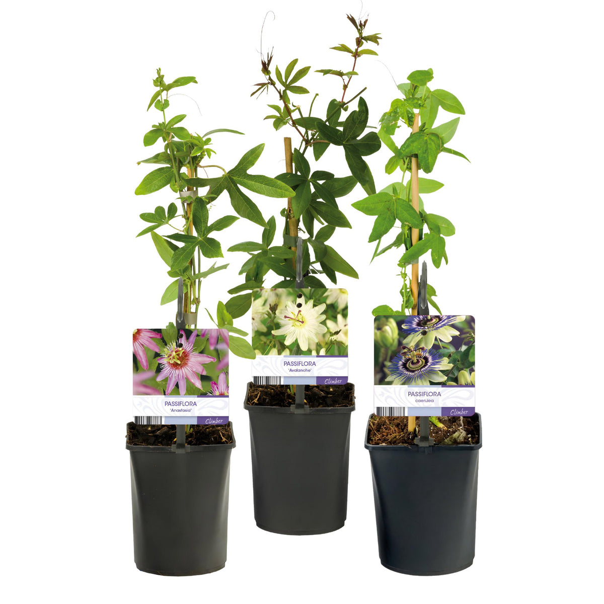 Green boutiQ - Passiebloem - Passiflora Tricolour  - Bloem Roze Wit Paars - Weinig onderhoud - 3 planten - Pot 11cm Hoogte 40cm